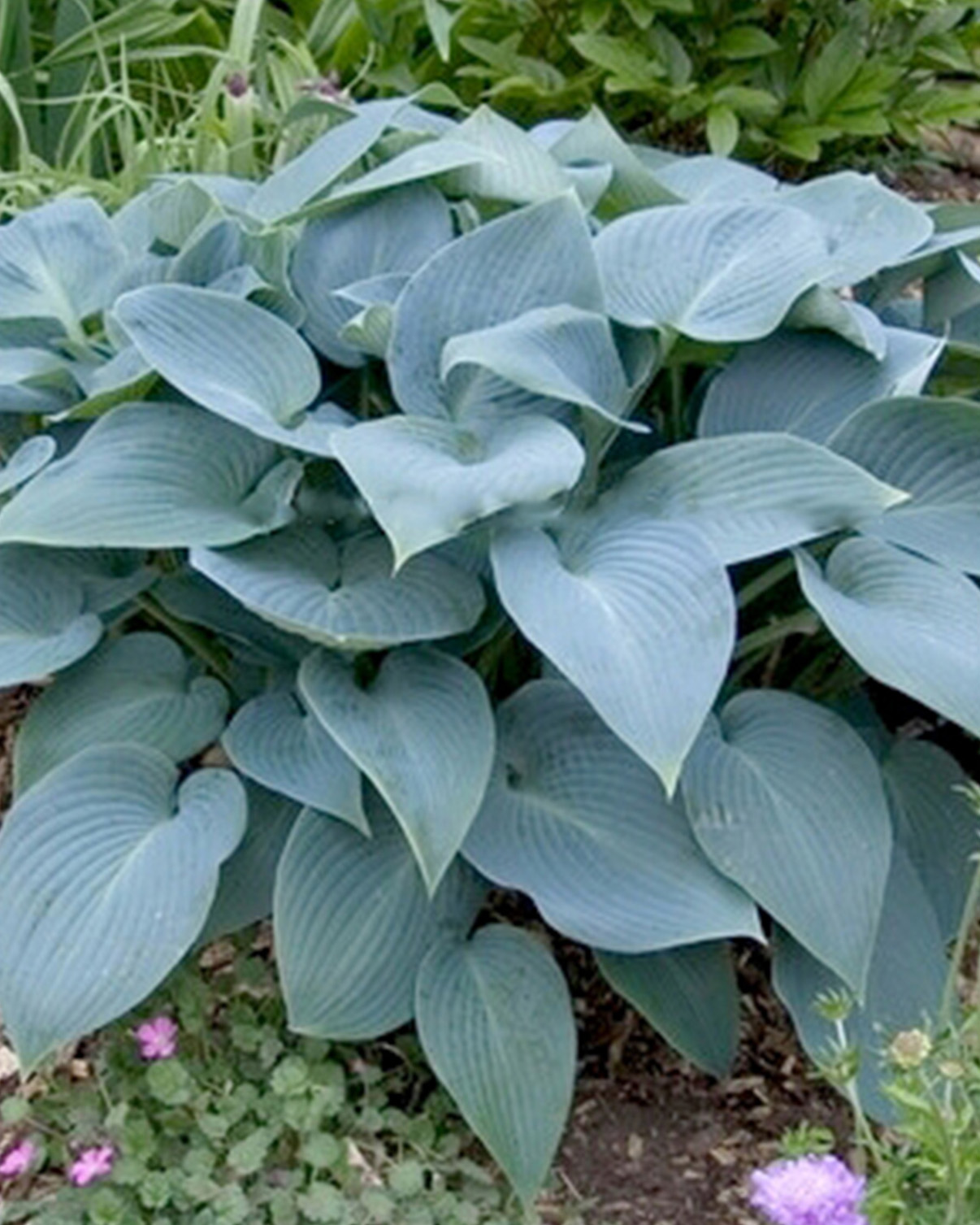 HOSTA TARDIANA HALCYON - 25 ks